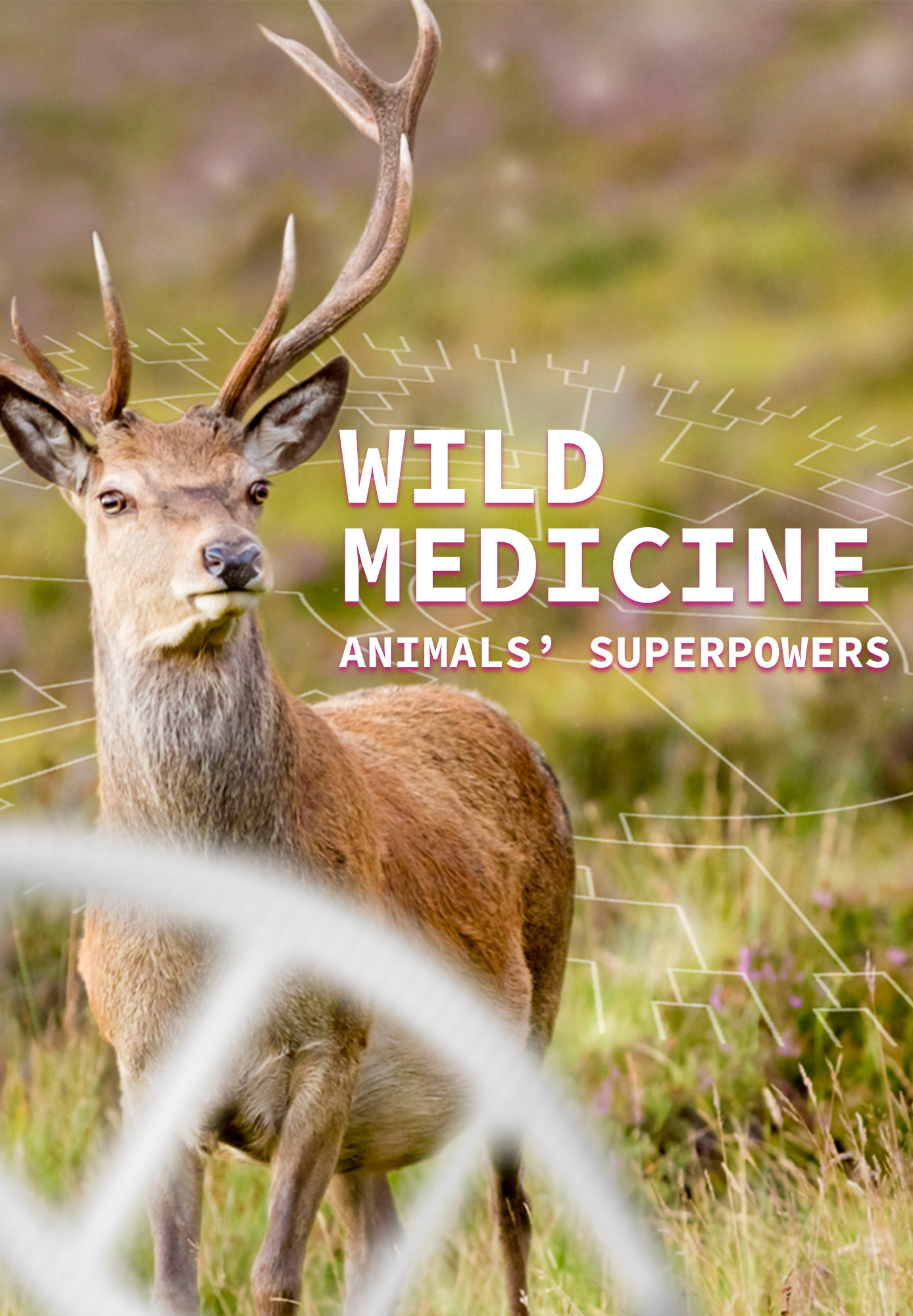 Wild Medicine - Animals' Superpowers
