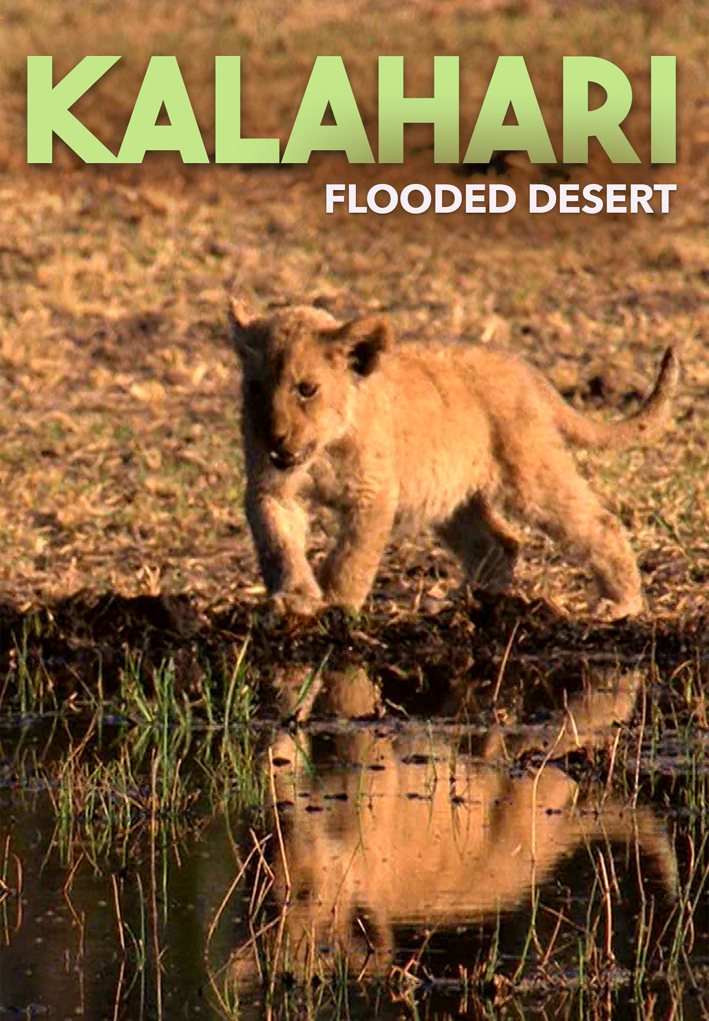 Kalahari: The Flooded Desert