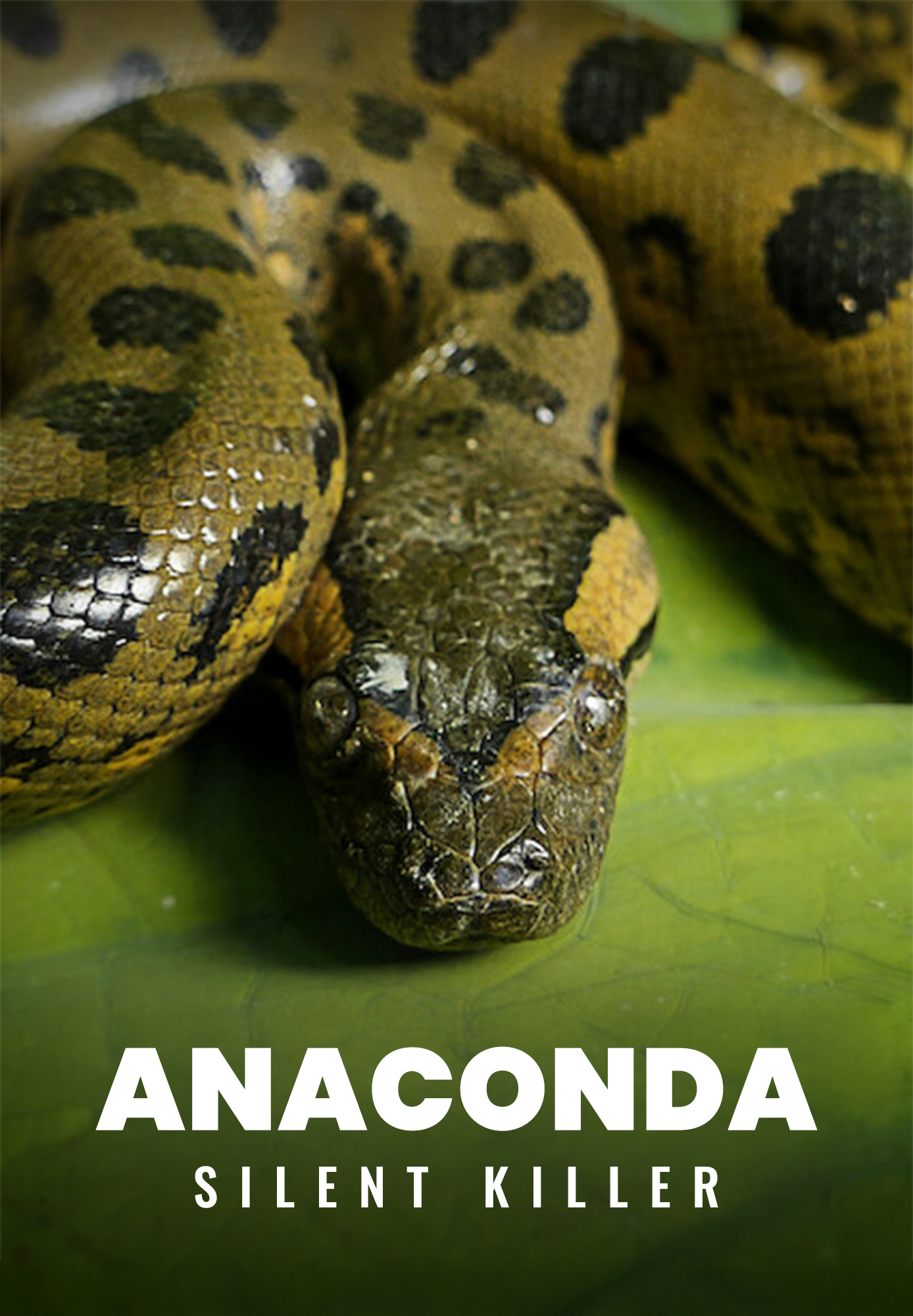 Anaconda - Silent Killer
