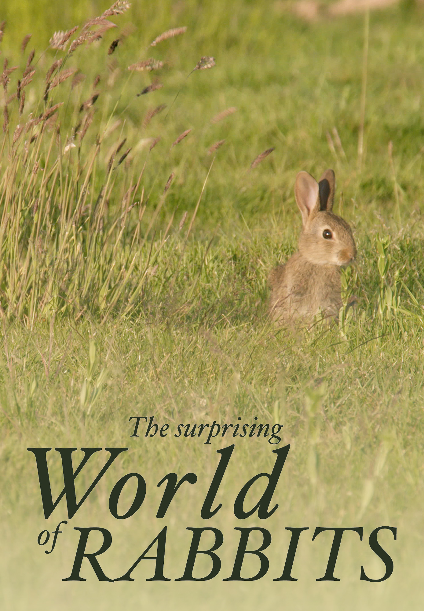 Surprising World Of Rabbits