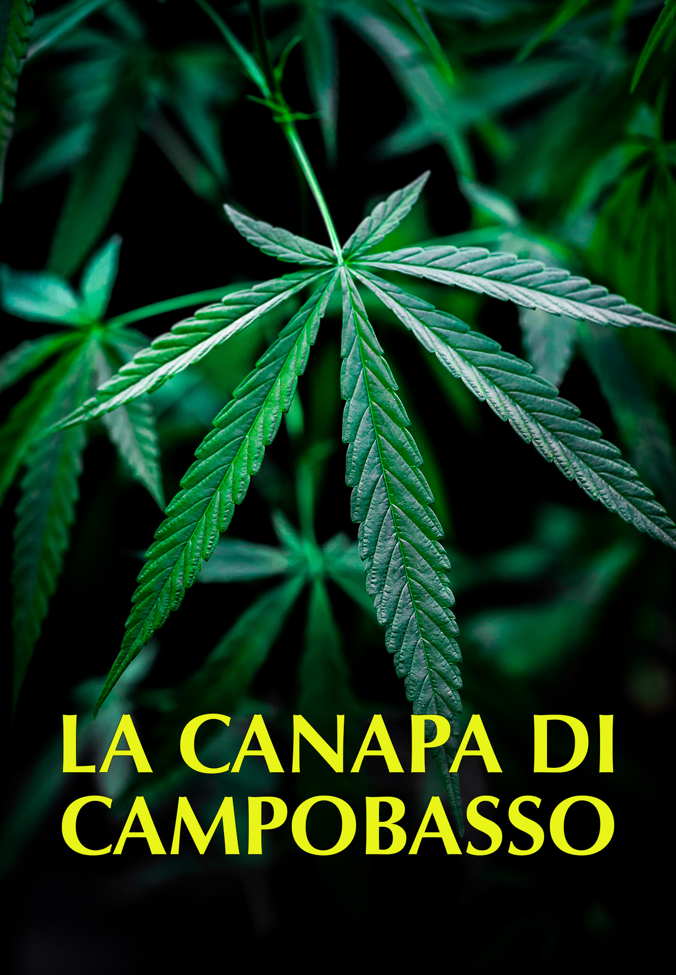 La canapa di Campobasso