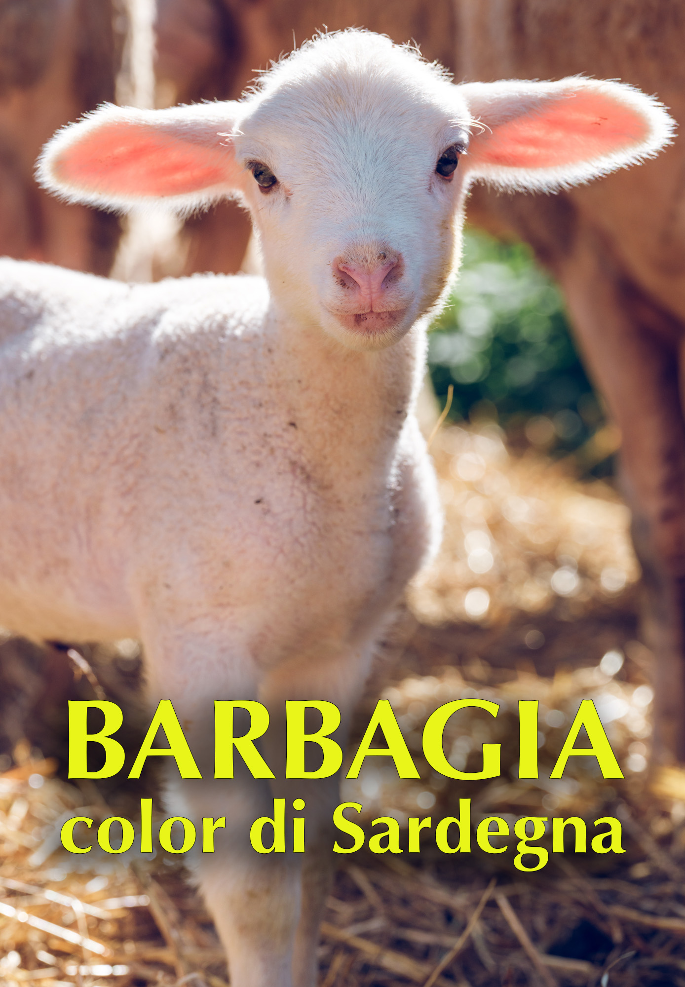 Barbagia color di Sardegna