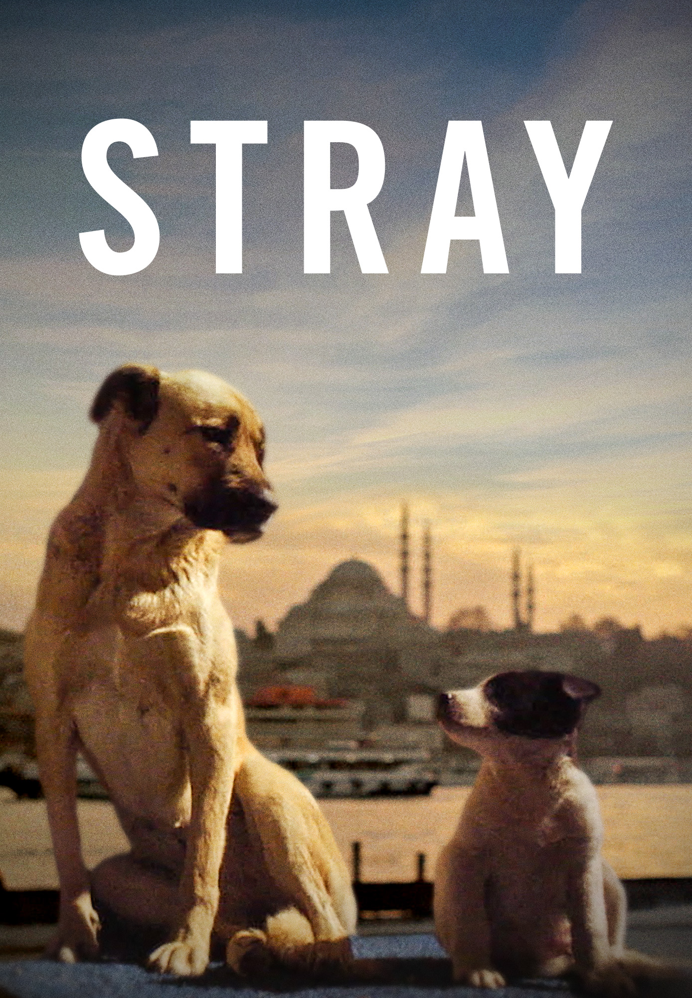 Stray
