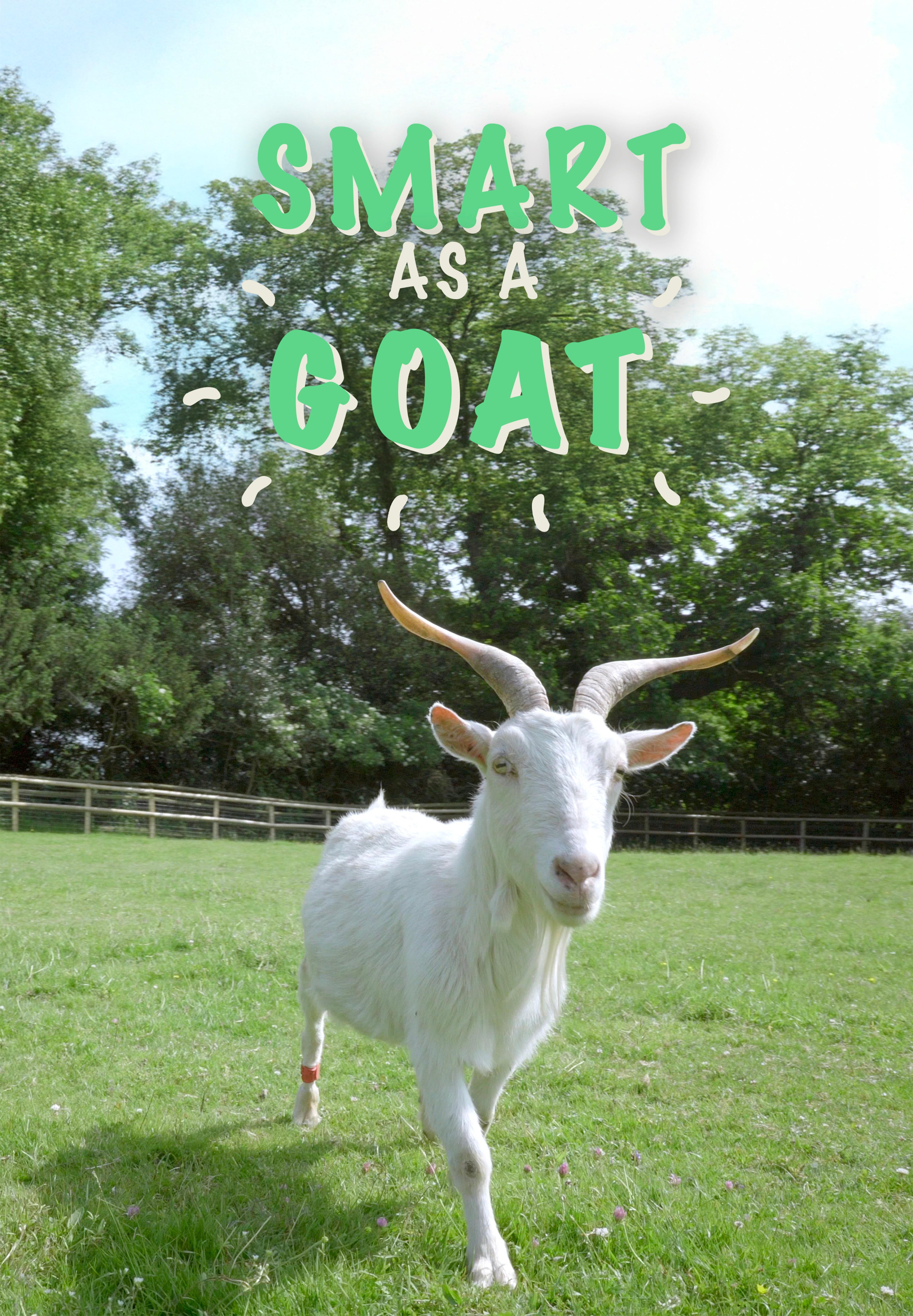 Smart as a Goat