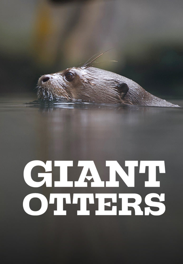 Giant Otters