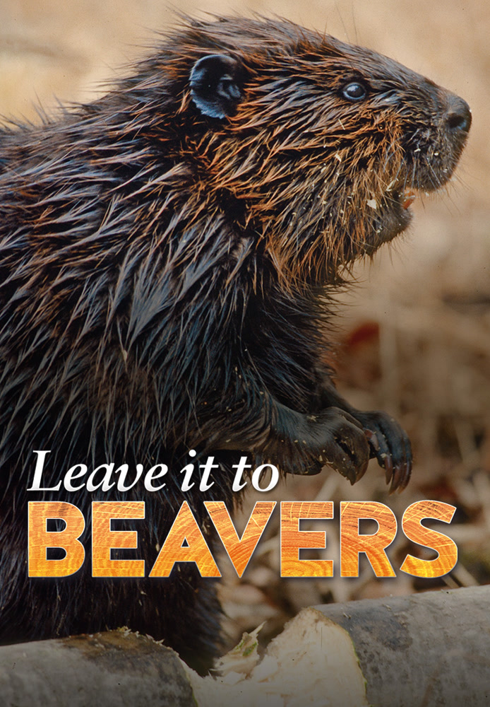Leave it to Beavers