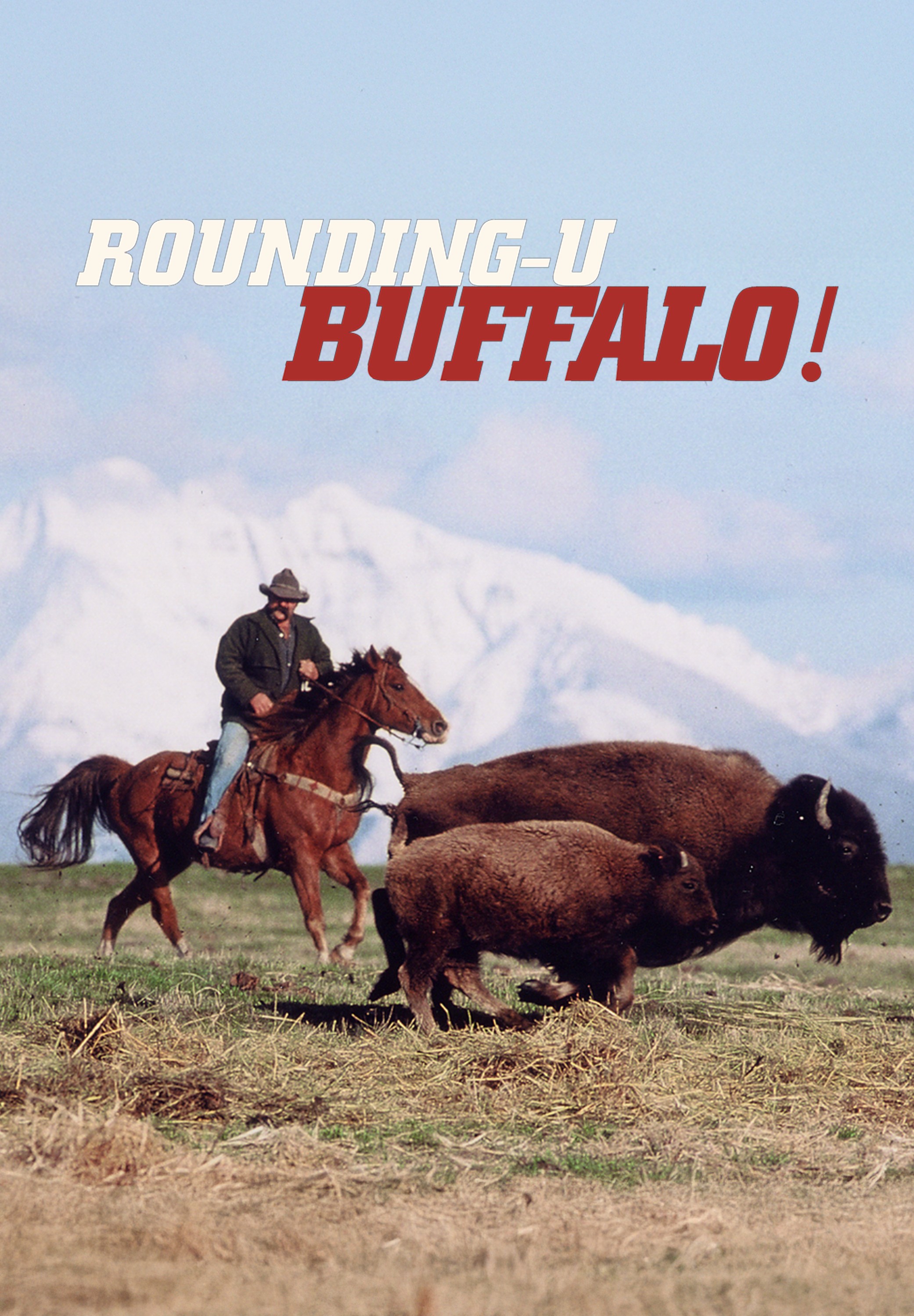 Rounding up Buffaloes
