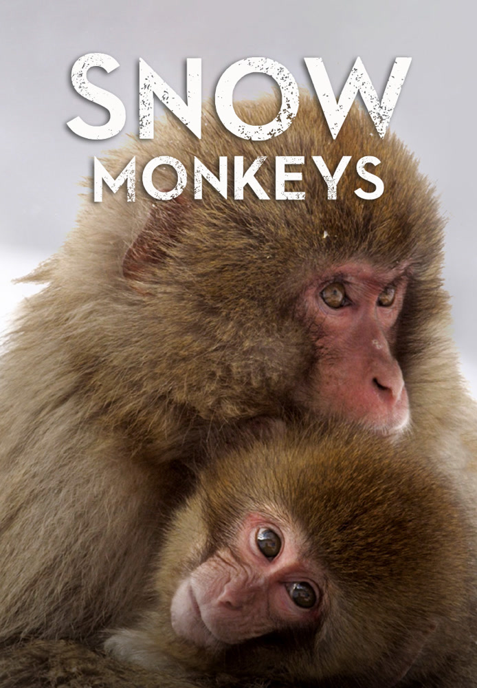 Snow Monkeys