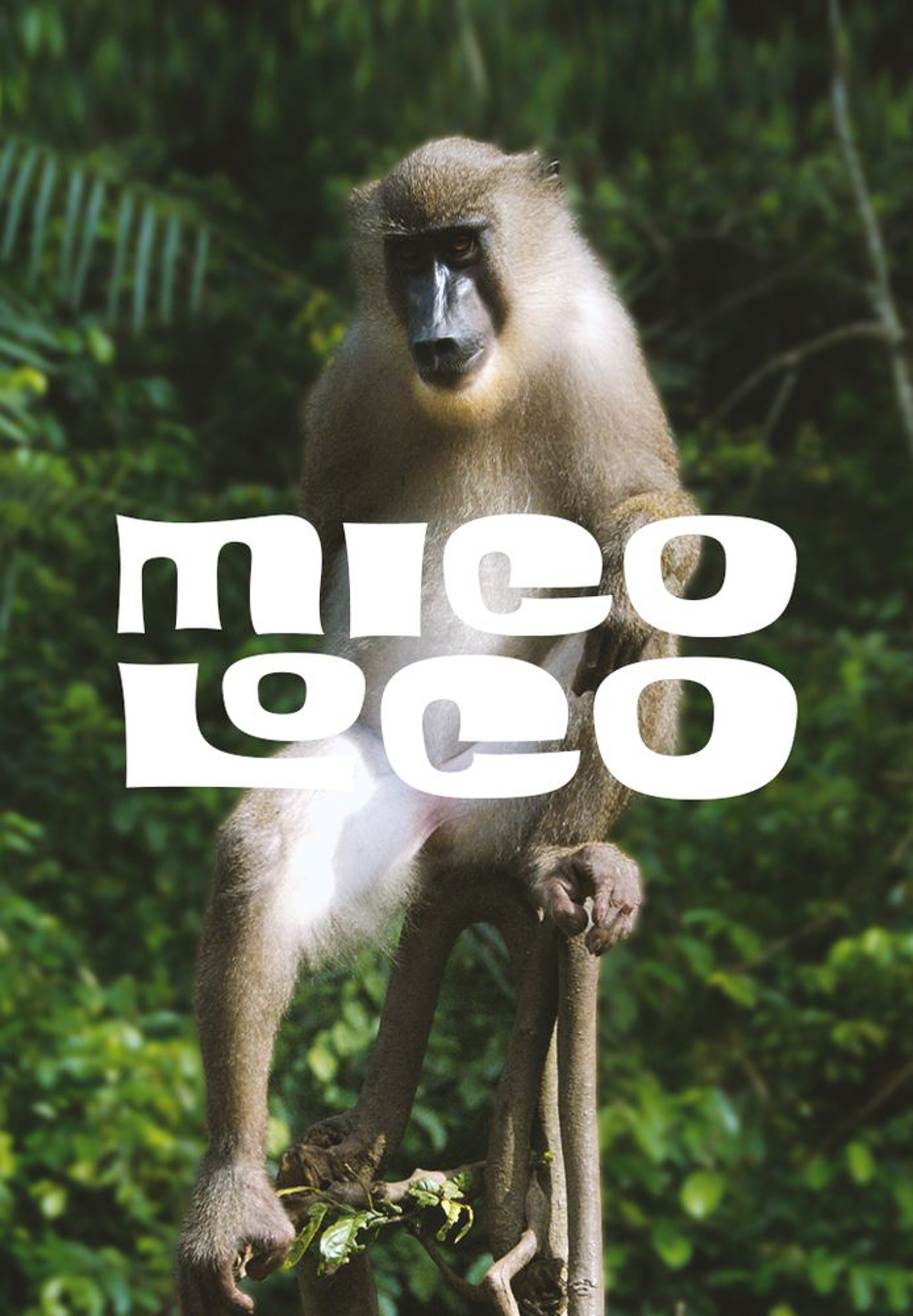 Mico loco