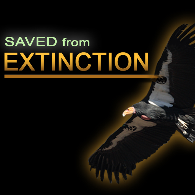 Saved From Extinction