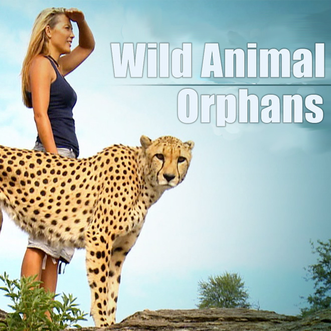 Wild Animal Orphans