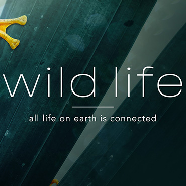 Wild Life