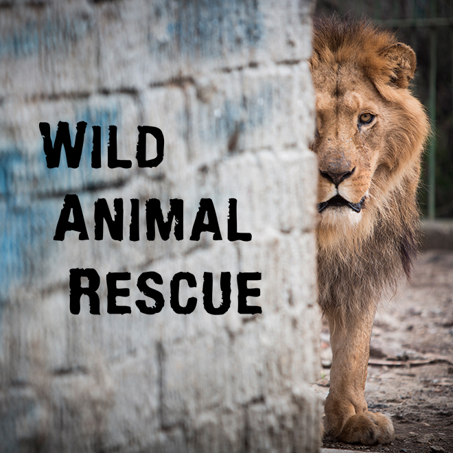 Wild Animal Rescue
