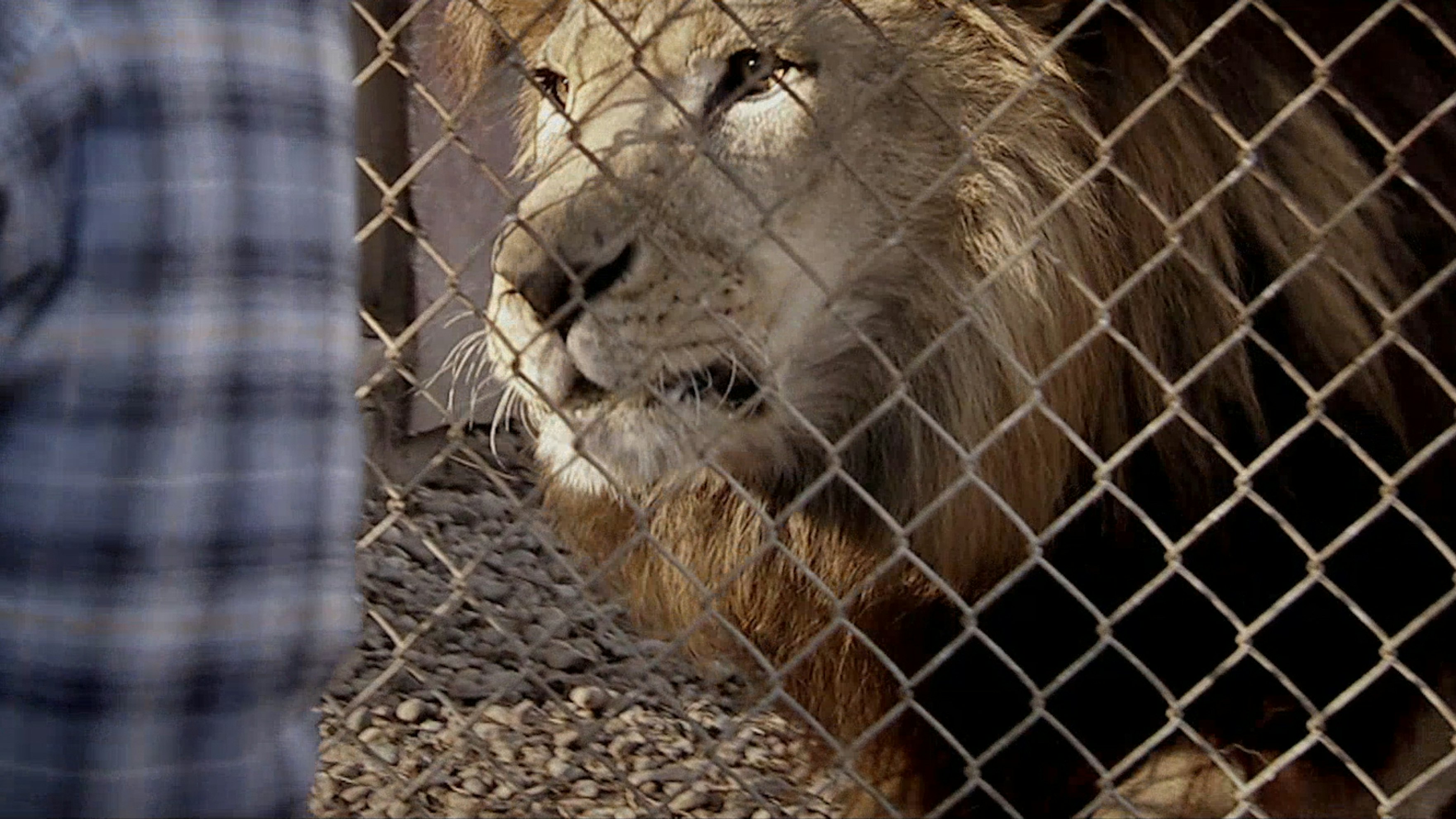 Fatal Attraction Animal Planet Full Episodes Free Watch Fatal Attractions Season 1 Episode 3 | Pluto TV