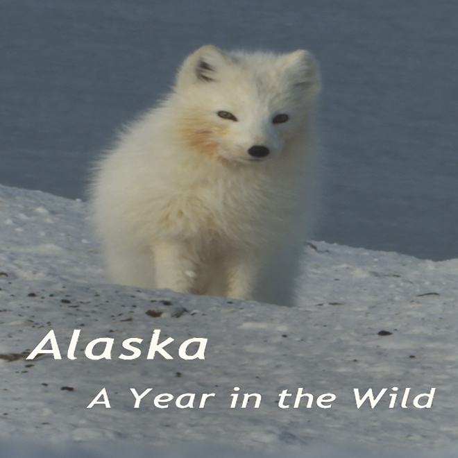 Alaska: A Year in the Wild