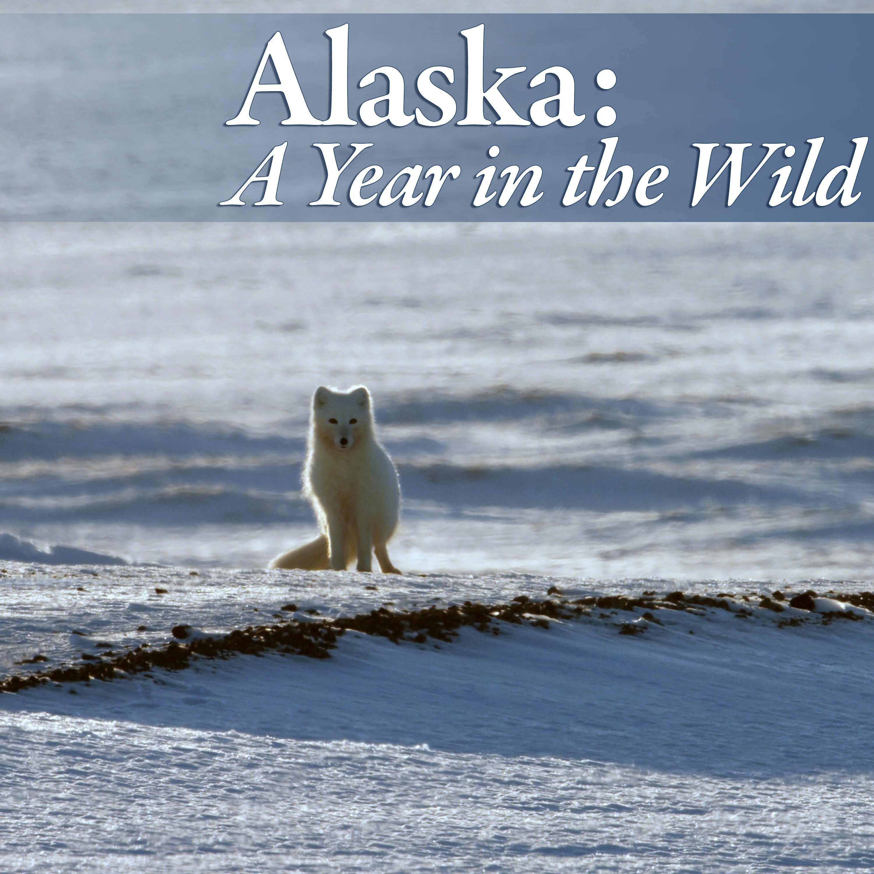 Alaska: A Year in the Wild