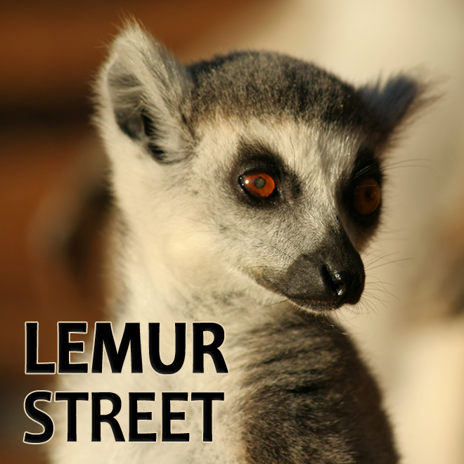 Lemur Street