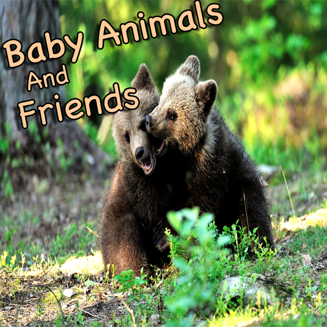 Baby Animals and Friends