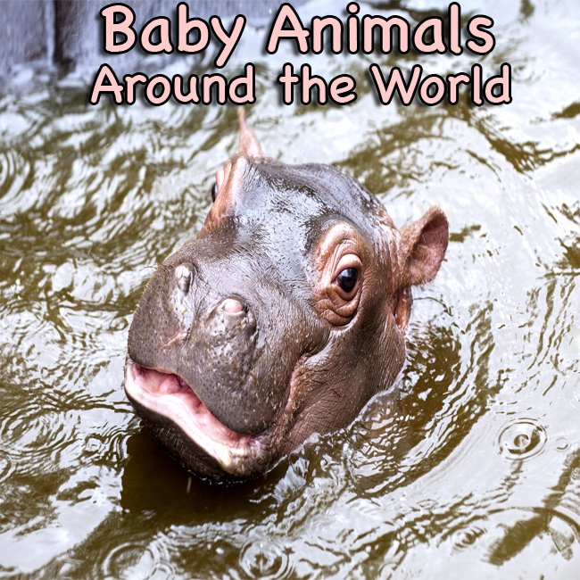 Baby Animals Around the World