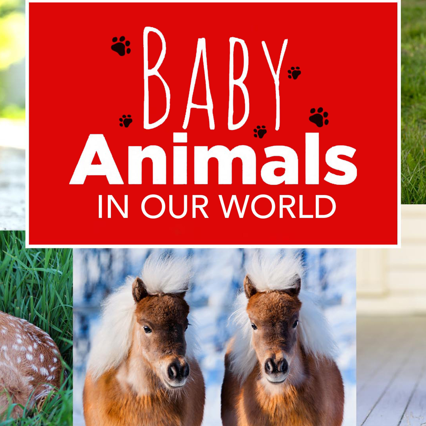 Baby Animals In Our World 2