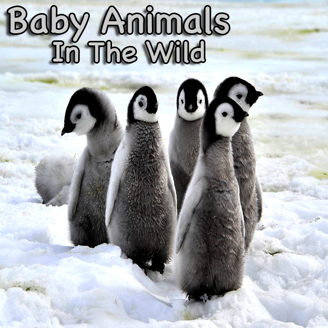 Baby Animals In The Wild