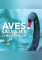 Las aves salvajes de Australia