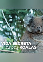 La vida secreta de los koalas