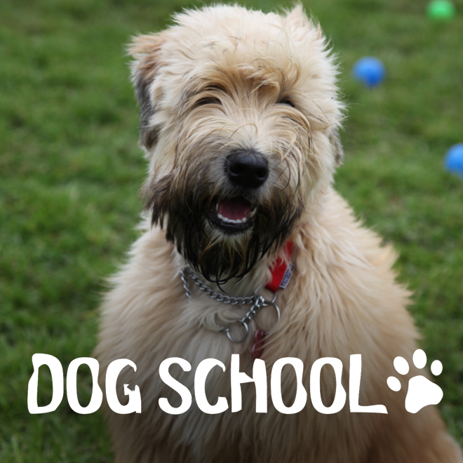 Dog School