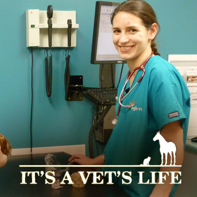It's a Vet's Life