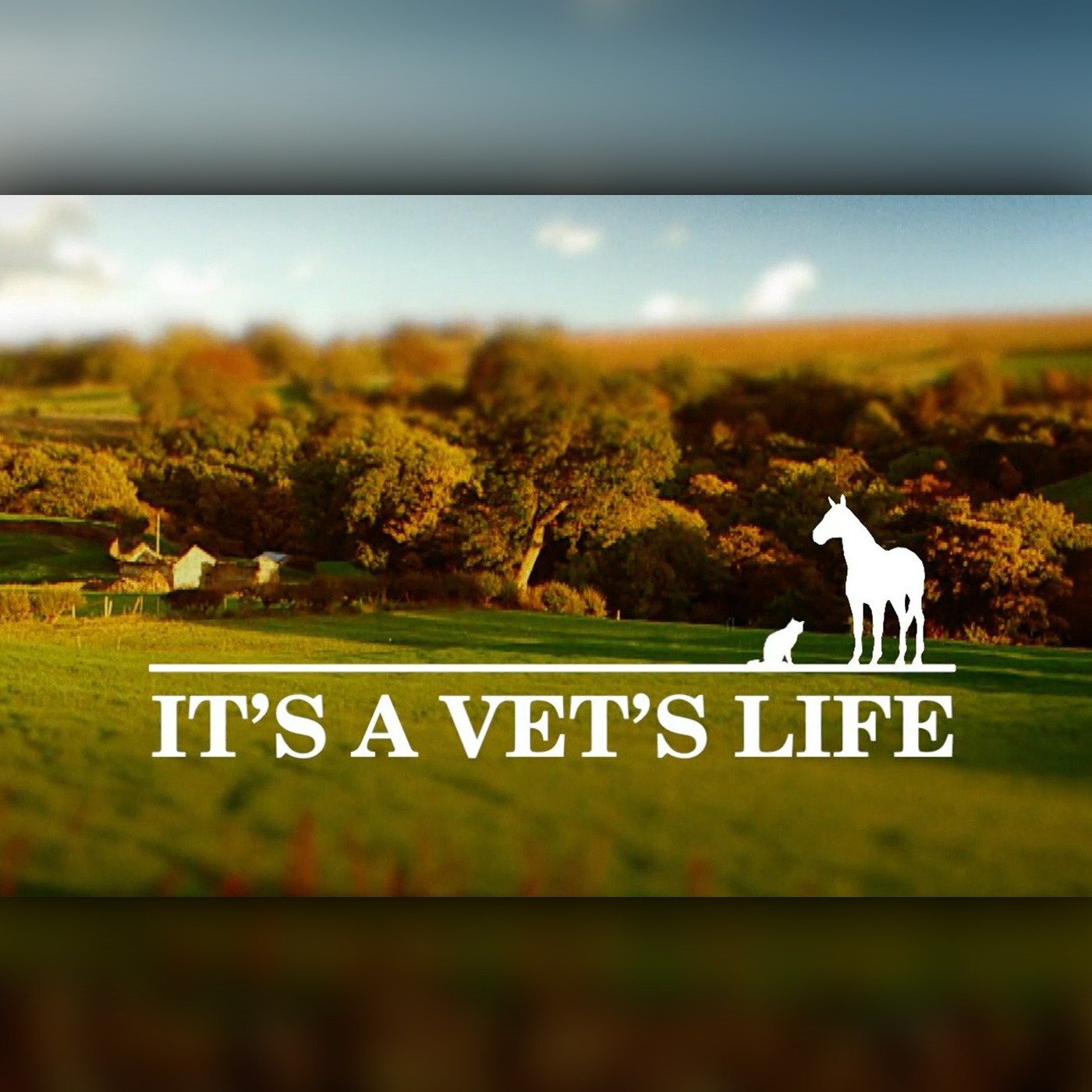 It's a Vet's Life