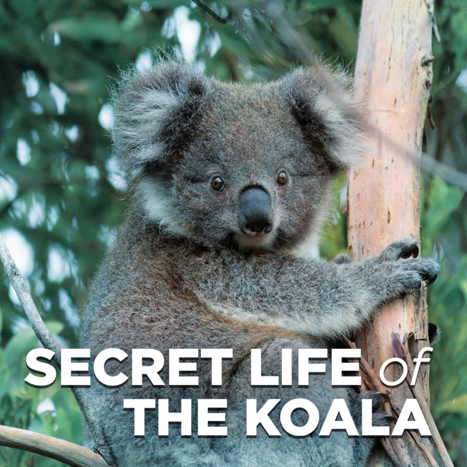 Secret Life of the Koala