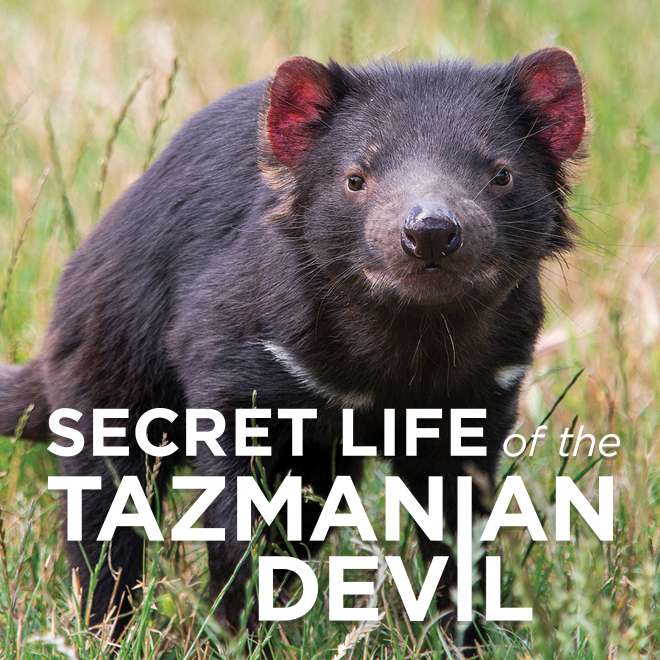 Secret Life of the Tasmanian Devil