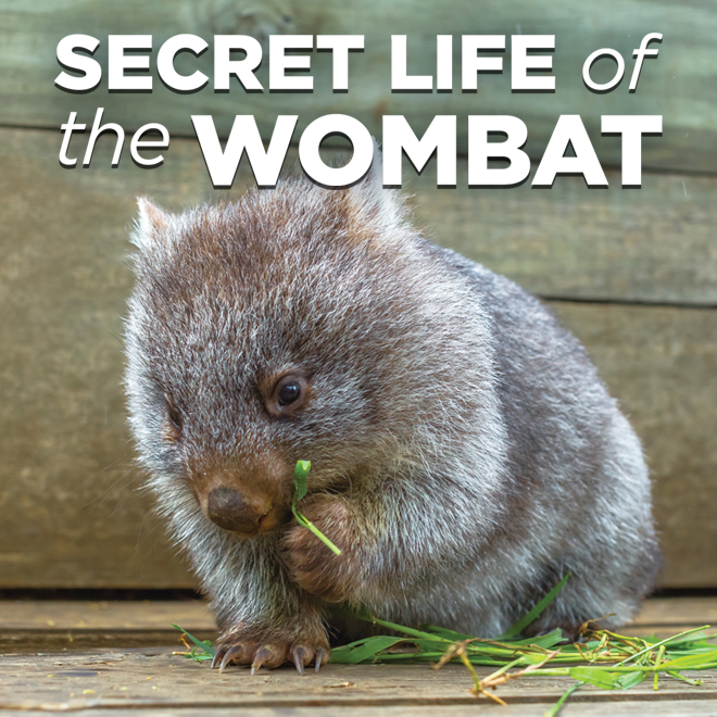 Secret Life of the Wombat