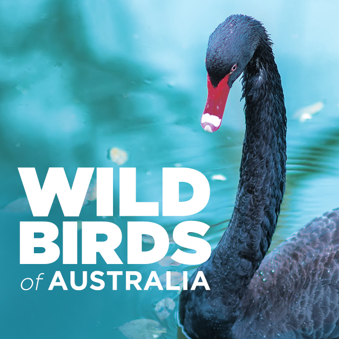 Wild Birds of Australia