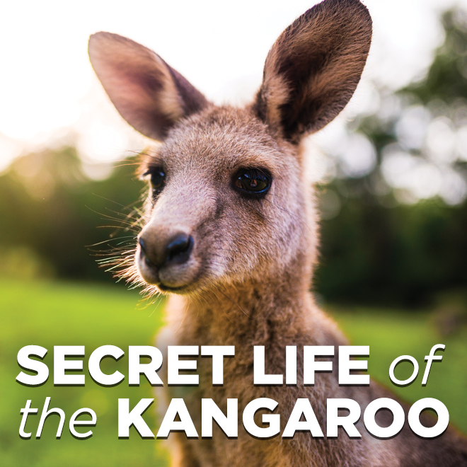 Secret Life of the Kangaroo