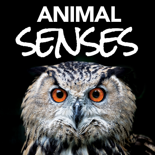 Animal Senses