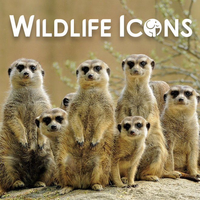 Wildlife Icons