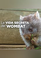 La vida secreta del wombat