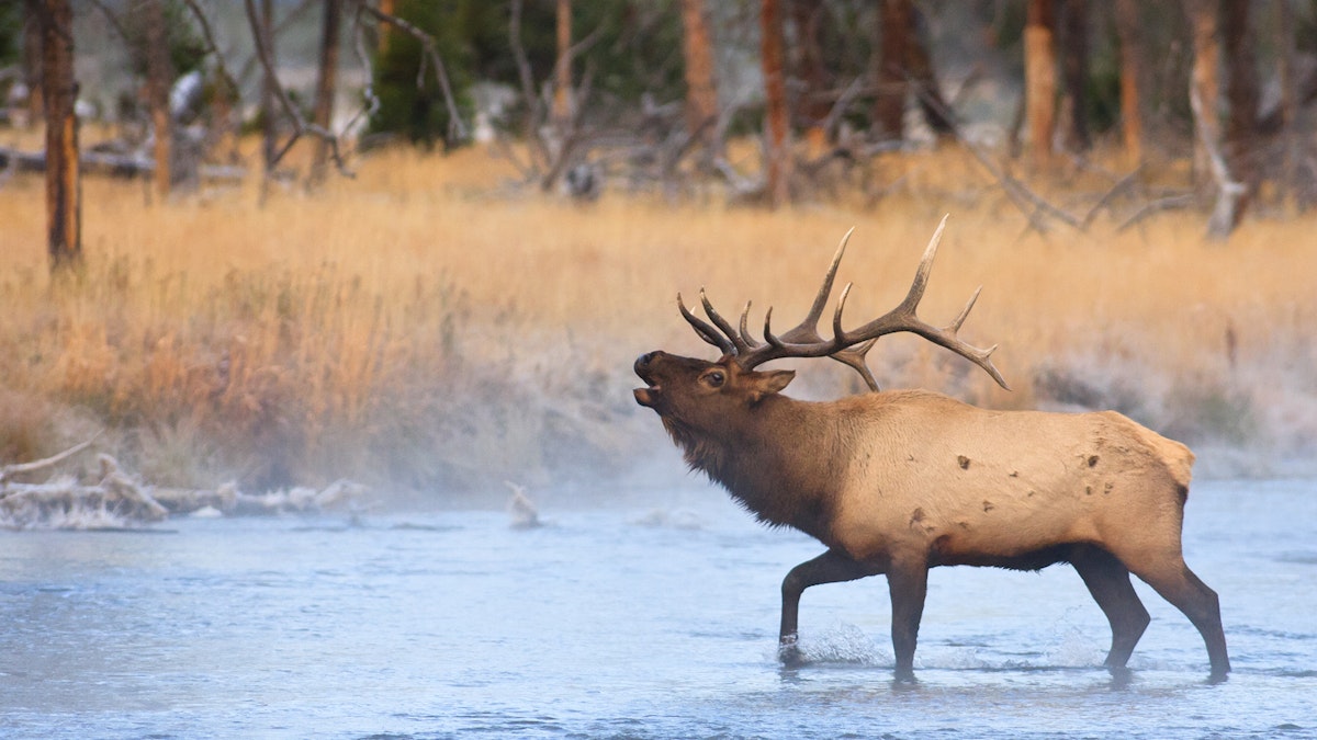 Ver Grandes Lagos Salvajes gratis en línea | Pluto TV