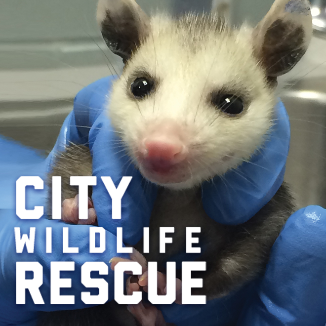 City Wildlife Rescue