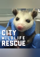 City Wildlife Rescue