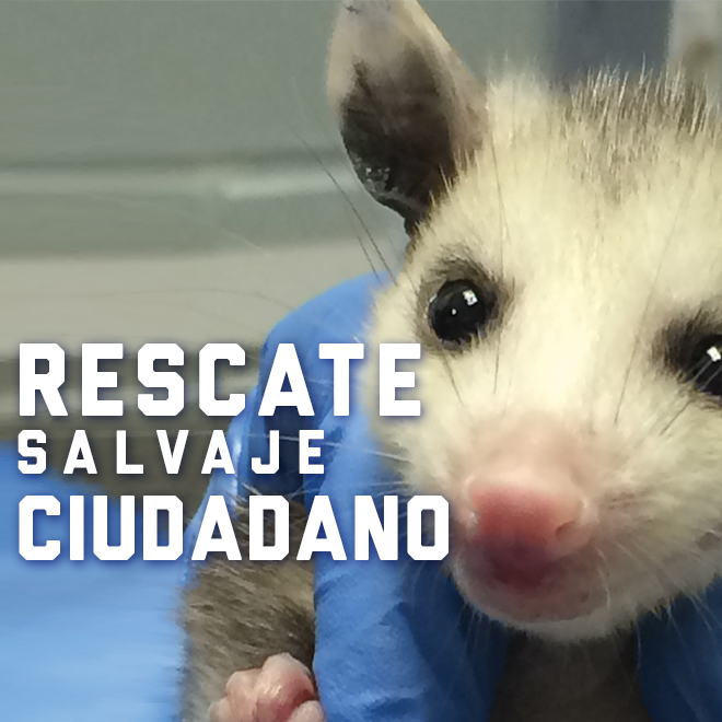 Rescate salvaje ciudadano