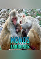 Monos Ladrones