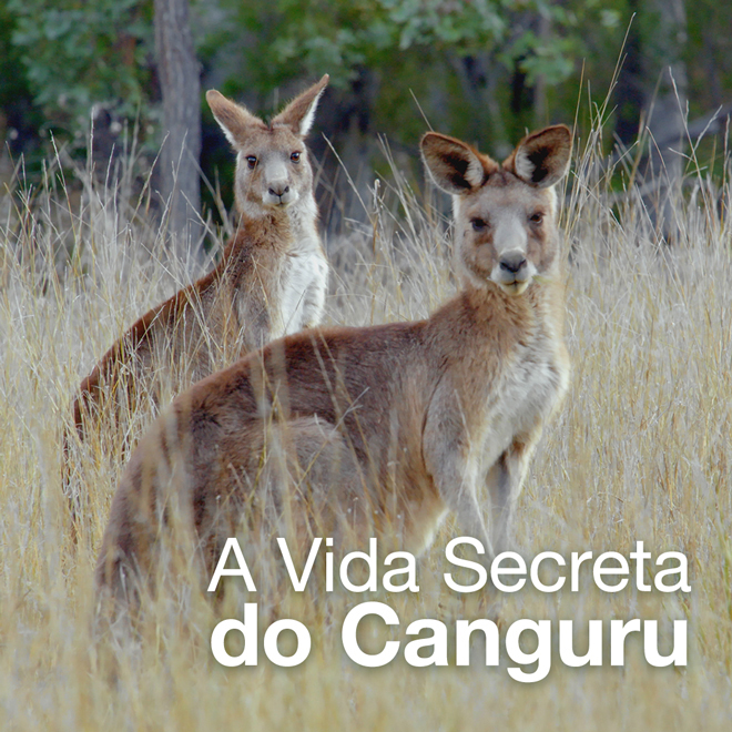 A Vida Secreta do Canguru