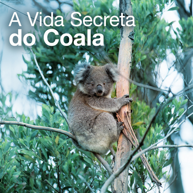 A Vida Secreta do Coala