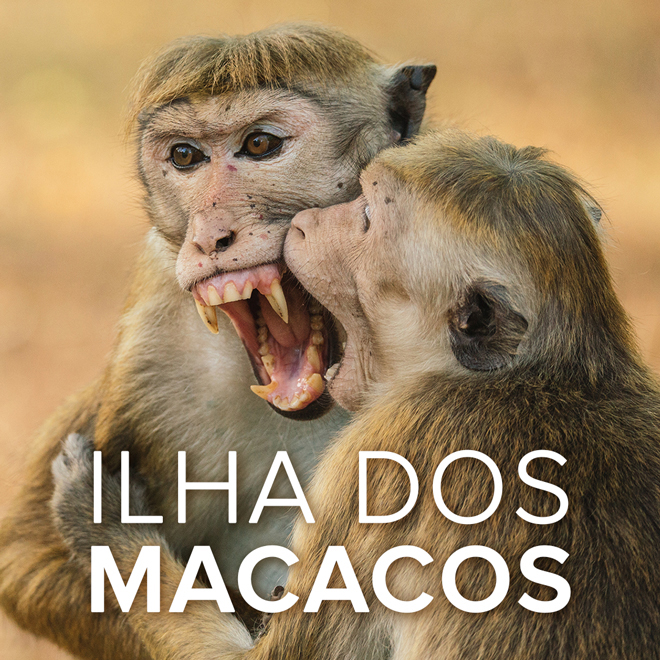 Ilha dos Macacos
