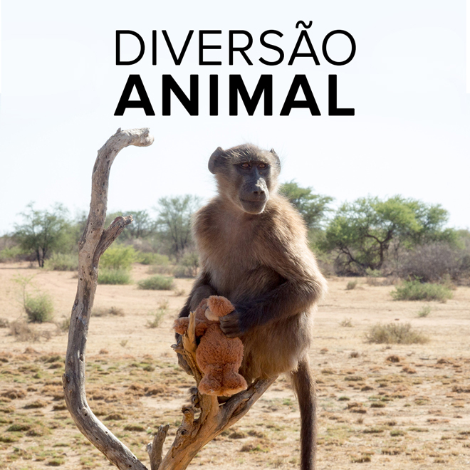 Diversão Animal
