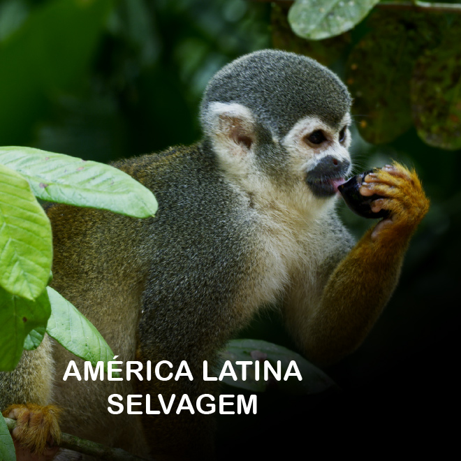 América Latina Selvagem
