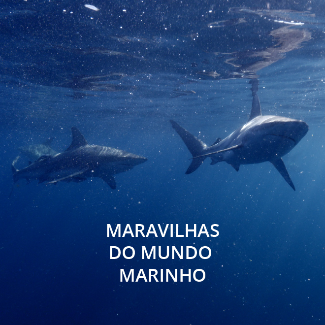 África: Maravilhas do Mundo Marinho