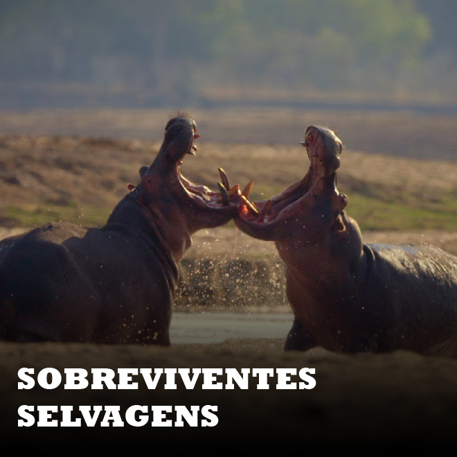 Sobreviventes Selvagens